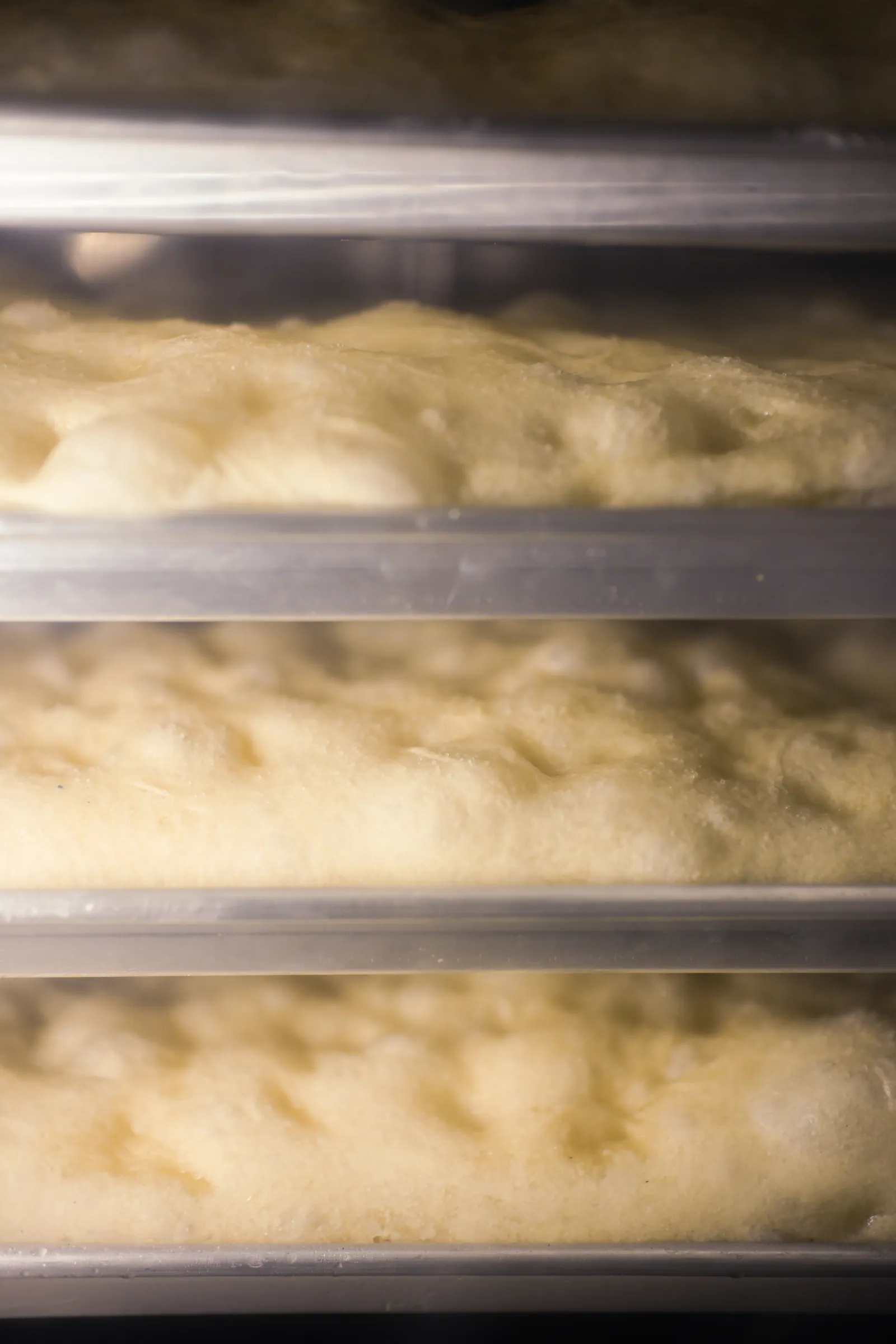 Charolas de focaccia fermentando